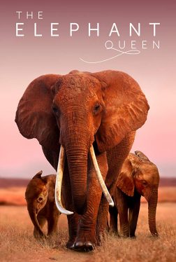 The Elephant Queen (2019) อัศจรรย์ราชินีแห่งช้าง Sadoc Vazkez